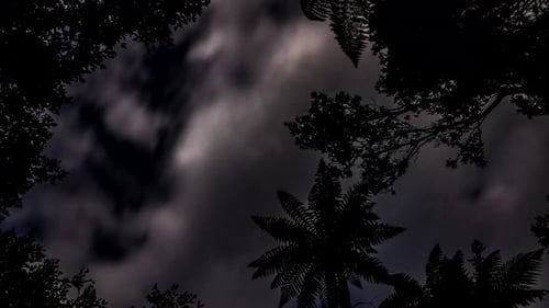 Céu noturno na floresta tropical
