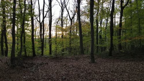 Wald-Landschaft