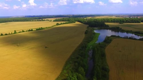 Wheat Field Drone 10