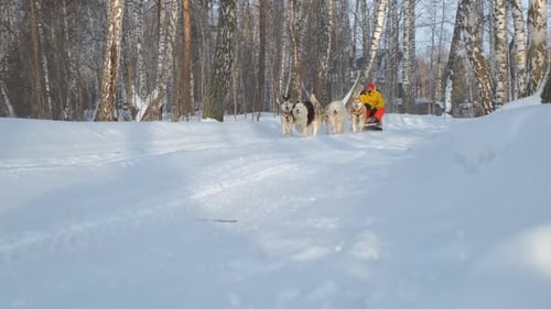 Man Riding in Husky Dogs Sledge in Winter Season
