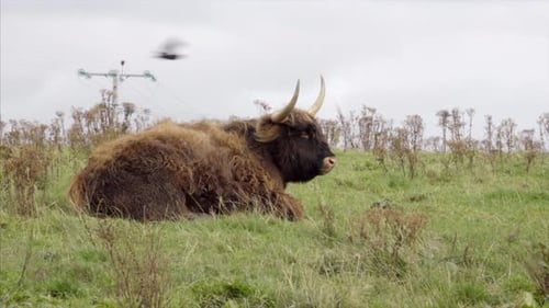 Highland Cow Resting in Grassy Scottish Field