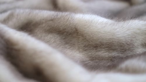 Close-up of Soft Light Grey Fur Texture