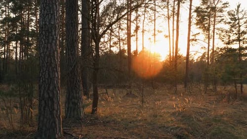 Beautiful Sunrise Sun Sunshine In Sunny Spring Coniferous Forest