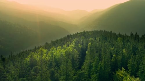 Tree Pine Forest Wood Mountains Valley Travel Aerial View Beautiful