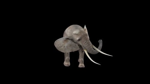 Elephant Attack Walk
