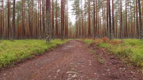 Narrow road through an enchanted woodland forest,ing dolly shot