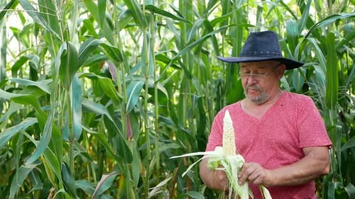 Farmer inspecting corn cob at his field