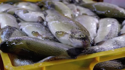 Frischer Seefisch im Eis auf der Theke des Seafood Market. Auf der Straße verkaufter Fisch.
