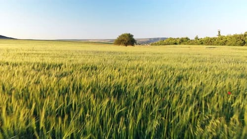 Kampf um das Weizenfeld