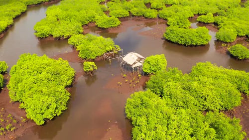 Natural Landscape Aerial View of Mangrove Forests and Hut on the River's