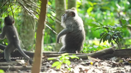 Monkeys in the Forest in Bali
