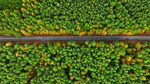 Top down view of black road and autumn forest, Poland