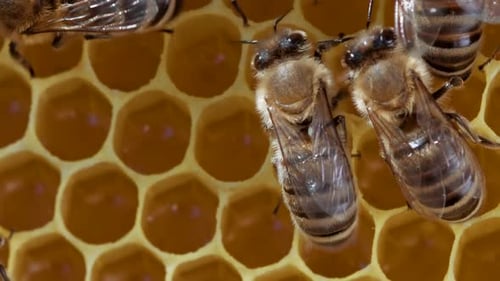 Bienenfamilie arbeitet an Honeycomb in Imkerei. Das Leben von Apis Mellifera in Hive. Konzept des Honigs