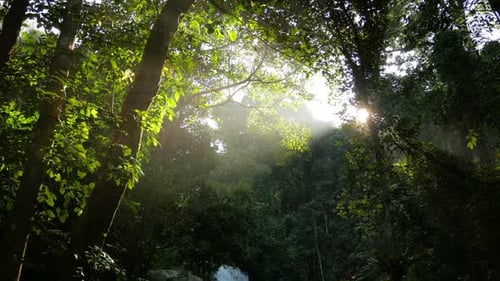 Sunlight Through Green Rainforest Canopy