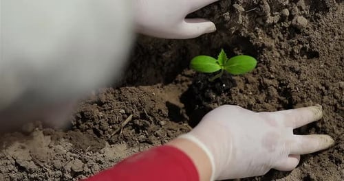 Planting Seedlings in Spring on the Plantation