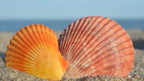 Cockleshells 24