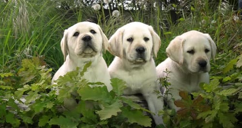 Gelber Labrador-Retriever, Welpen in der Vegetation, Normandie in Frankreich, Zeitlupe 4K