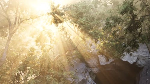 Sunbeams Pour Through Trees in Misty Forest