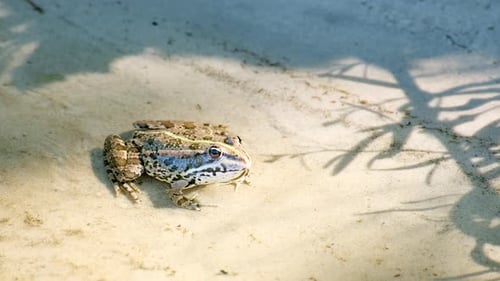 Green frog on the wetland. Common frog, Rana temporaria in water in pond