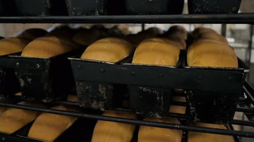 Freshly Baked Loaves of Bread on Rack