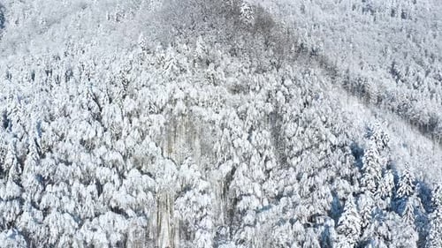 Aerial View of a Fabulous Snowcovered Forest on the Slopes of the Mountains