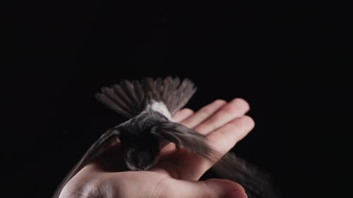 Close Up of Bird on Person's Hand