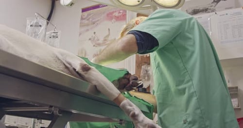 Veterinary surgery - Veterinarian operating a white dog in a pet clinic