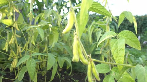 Growing Soy in Garden