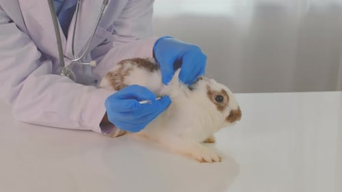 Veterinarian Examines White Rabbit in Animal Clinic