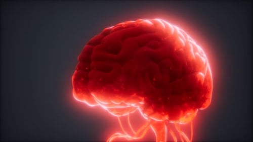 Animated Model of Human Brain