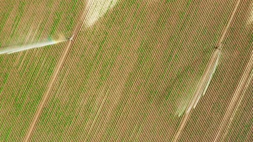 Aerial View of Automatic Watering Irrigation System Spraying Water Over Agriculture Field