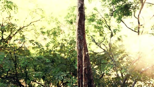 Forêt tropicale brumeuse et rayons de soleil lumineux à travers les branches des arbres