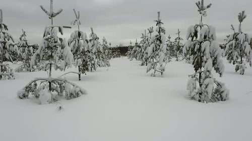 Flying in winter forest, through spruce trees covered with fresh snow. Shot from drone.