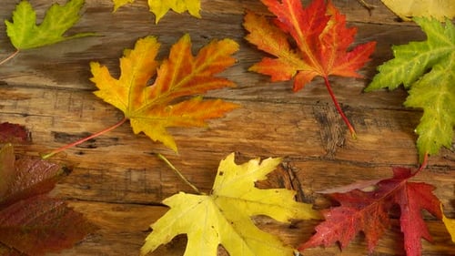 Bright Fall Leaves Displayed on Wooden Table