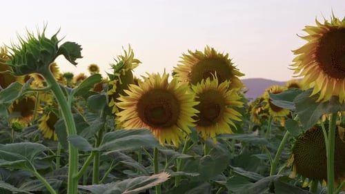 Beautiful Field Of Sunflowers