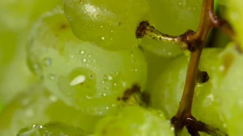 Close Up of Green Grapes with Water Droplets