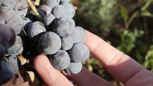 Inspection de grappes de vignes dans un vignoble au ralenti