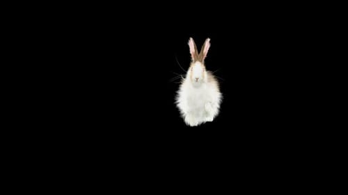Jumping Rabbit Animation with Alpha Channel
