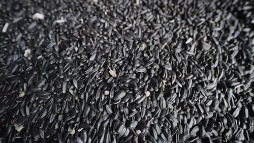 Un lote de varias toneladas de semillas de girasol en una empresa de producción de aceite de girasol