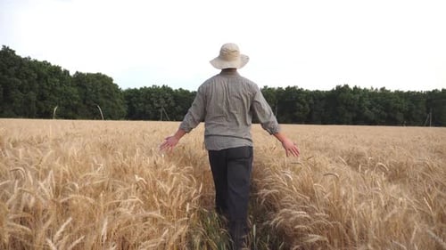 Rear View of Male Farmer Going Through the Barley Field and Touching with Hands Golden Ears of Crop