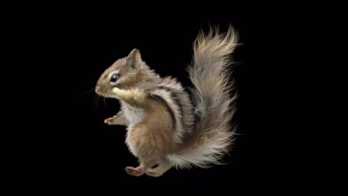 Chipmunk Tanzen 4K