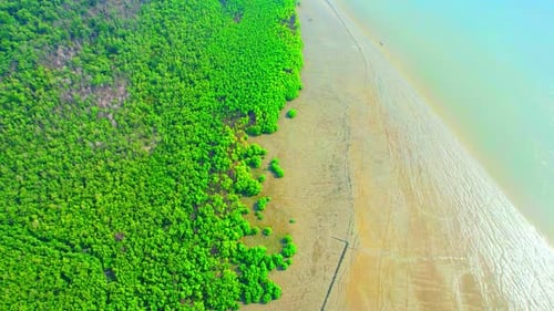 Aerial view from a drone flying over a mangrove forest at low tide