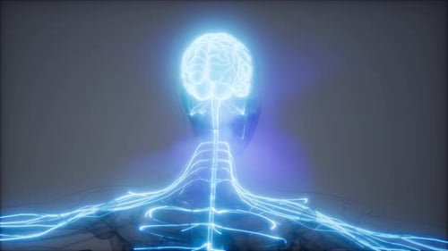 Human Brain and Nervous System Activity with Glowing Neural Network