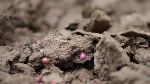 Red Coated Seeds On Dry Tilled Soil