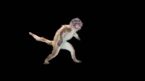Monkey Dance HD