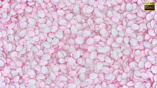Pink Petals Floating Reveal Transition