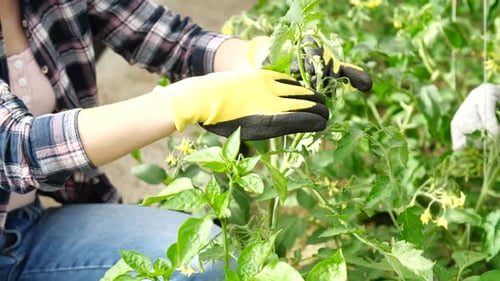 Gardening Pair Tending Tomato Plants in Greenhouse