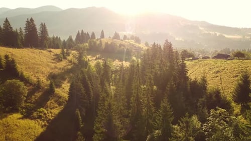 Firs in the Mountains at Sunset