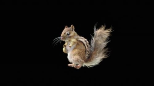 70 Chipmunk: Tanzen HD