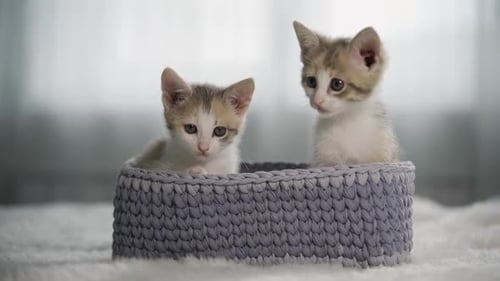 Two Tiny Kittens Sitting in a Grey Basket